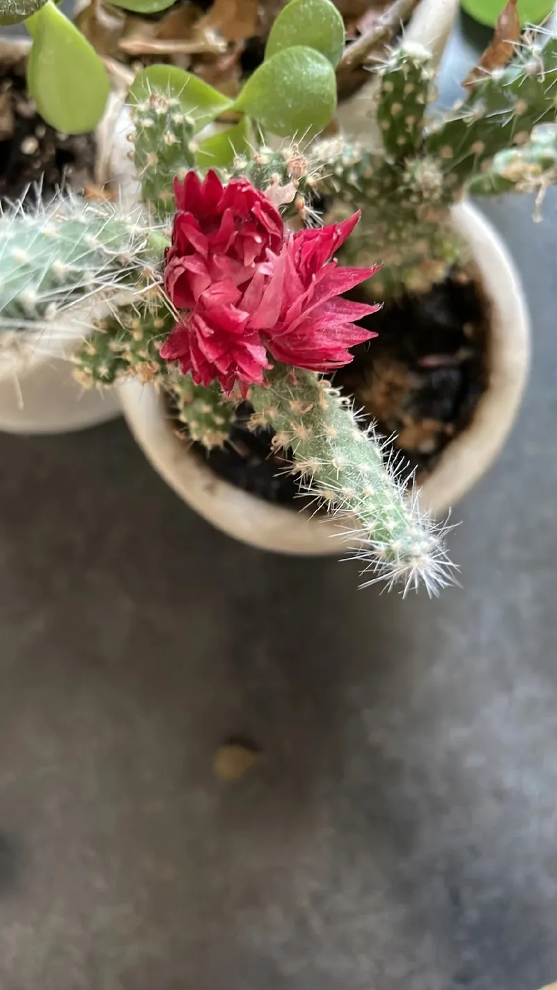 Discover the Symbolism and Allure of the Rattail Cactus Flower