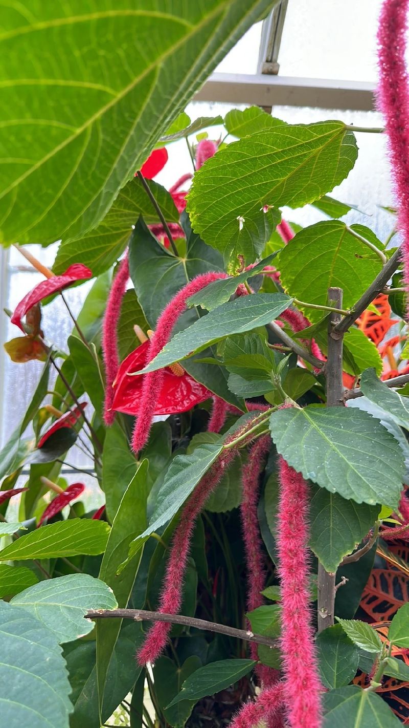ベニヒモノキ　紅紐の木　苗　花木　赤・レッド　観葉植物 ベニヒモノキ 紅紐の木 苗 花木 あか・レッド 観葉植物 【公式通販】