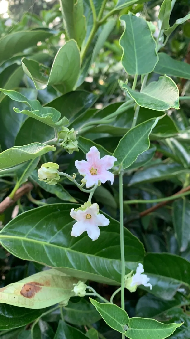 Unraveling the Mystique and Beauty of the Moth Plant Flower