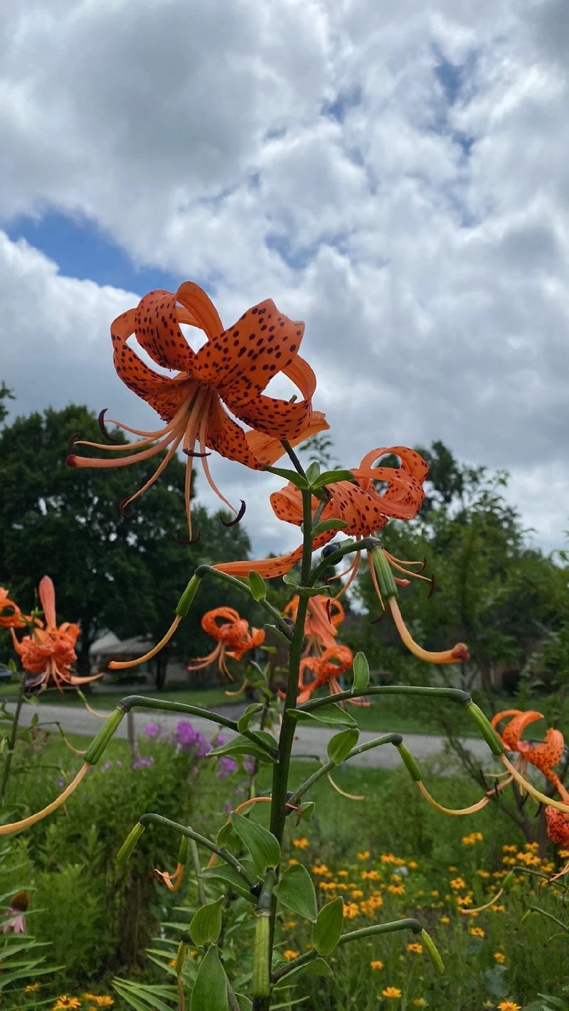 The Language and Meaning of Tiger Lily: History, Symbolism, and Occasions