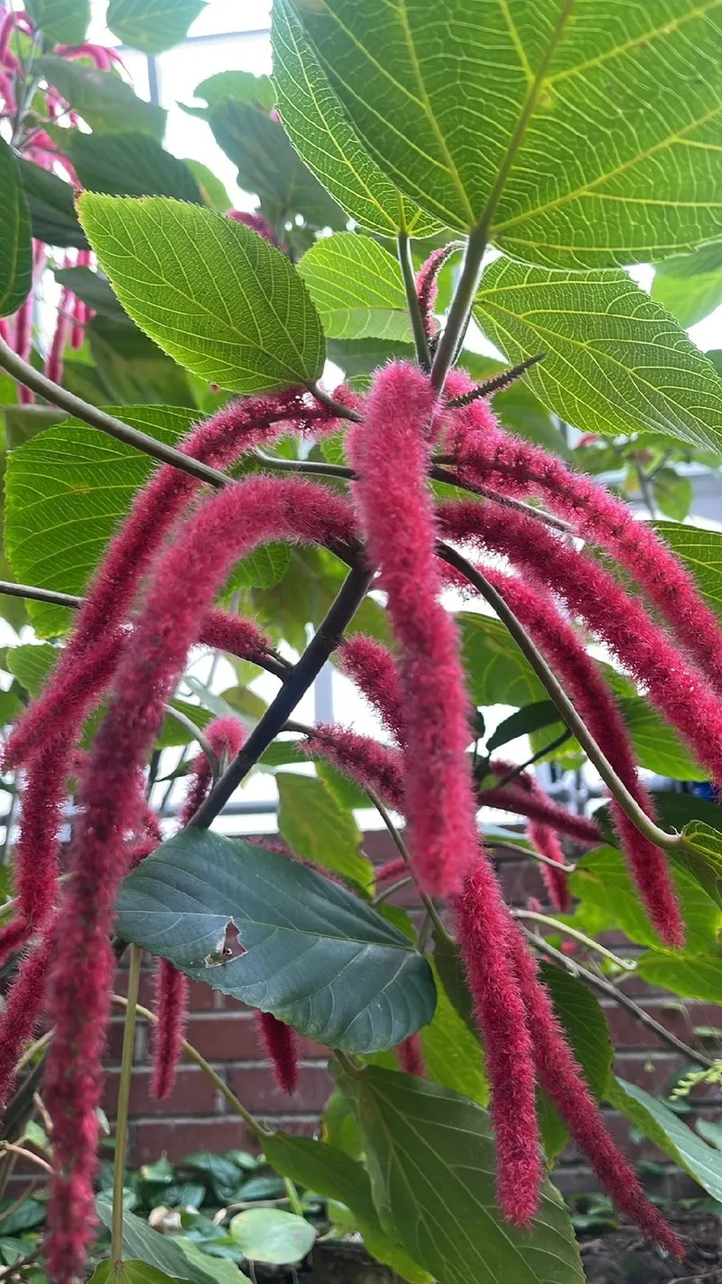 ベニヒモノキ（紅紐の木）の花言葉とその意味と文化的な背景