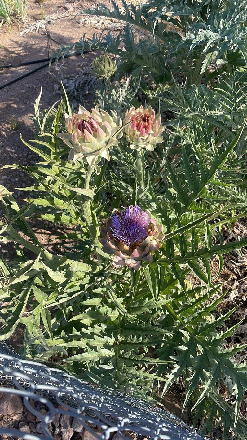 Discover the Historical and Symbolic Significance of the Cardoon Flower