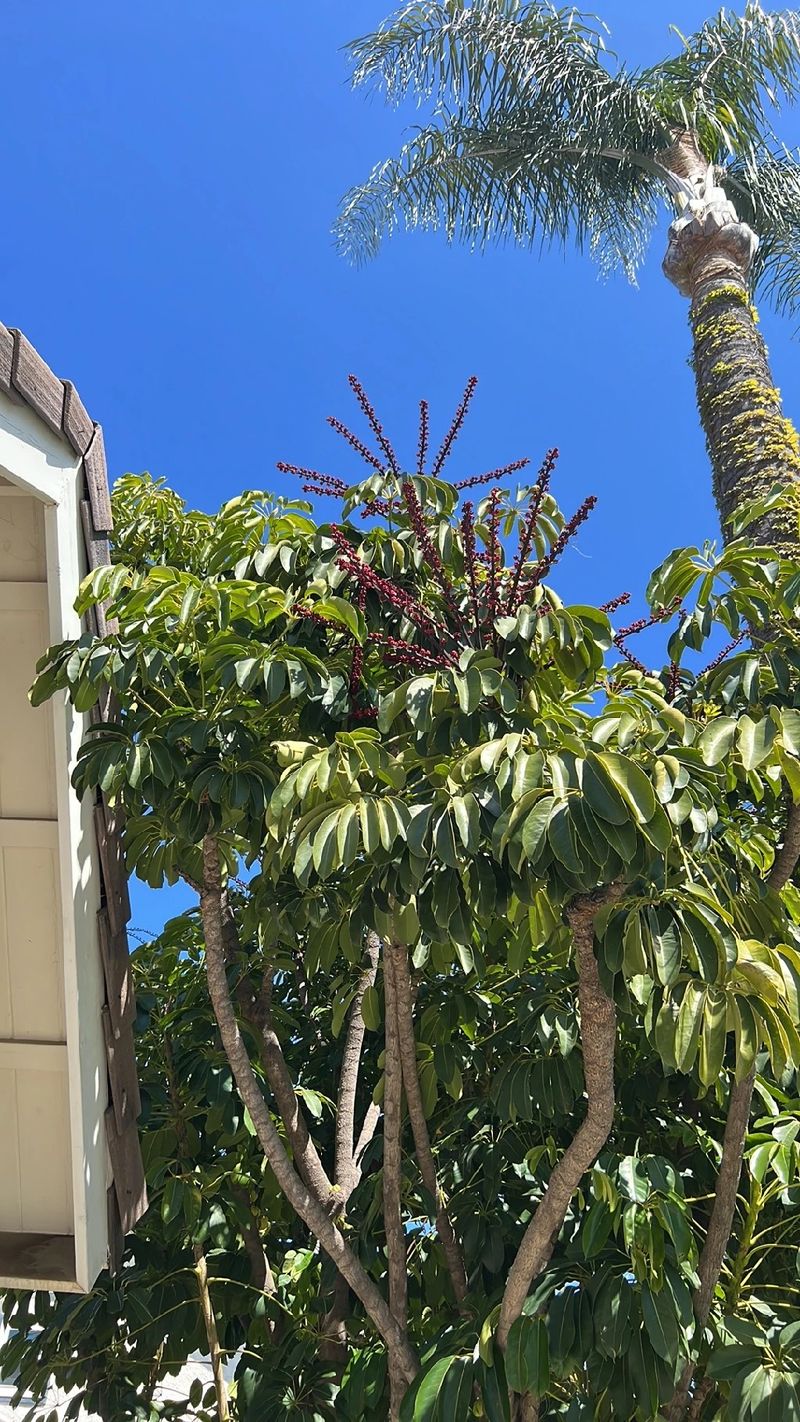 Discover the Symbolism and Allure of the Octopus Tree Flower