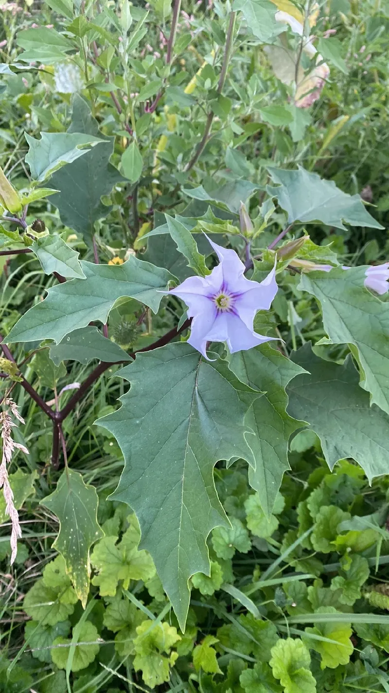welchen dünger für engelstrompeten ProviPlant Engelstrompeten-Dünger: Brugmansia & Nachtschattengewächse