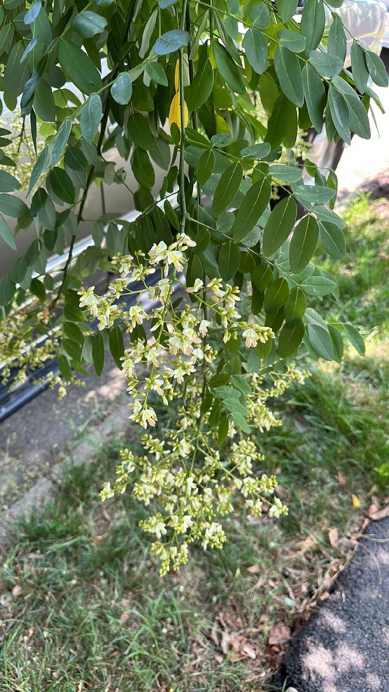 エンジュ（槐）の花言葉と歴史：日本文化における象徴と意義
