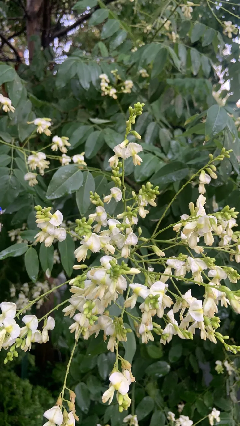エンジュ（槐）の花言葉と歴史：日本文化における象徴と意義