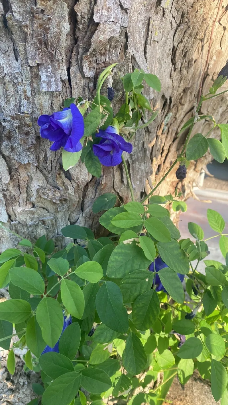 蝶豆（チョウマメ）の花言葉とその歴史的・文化的意義に迫る