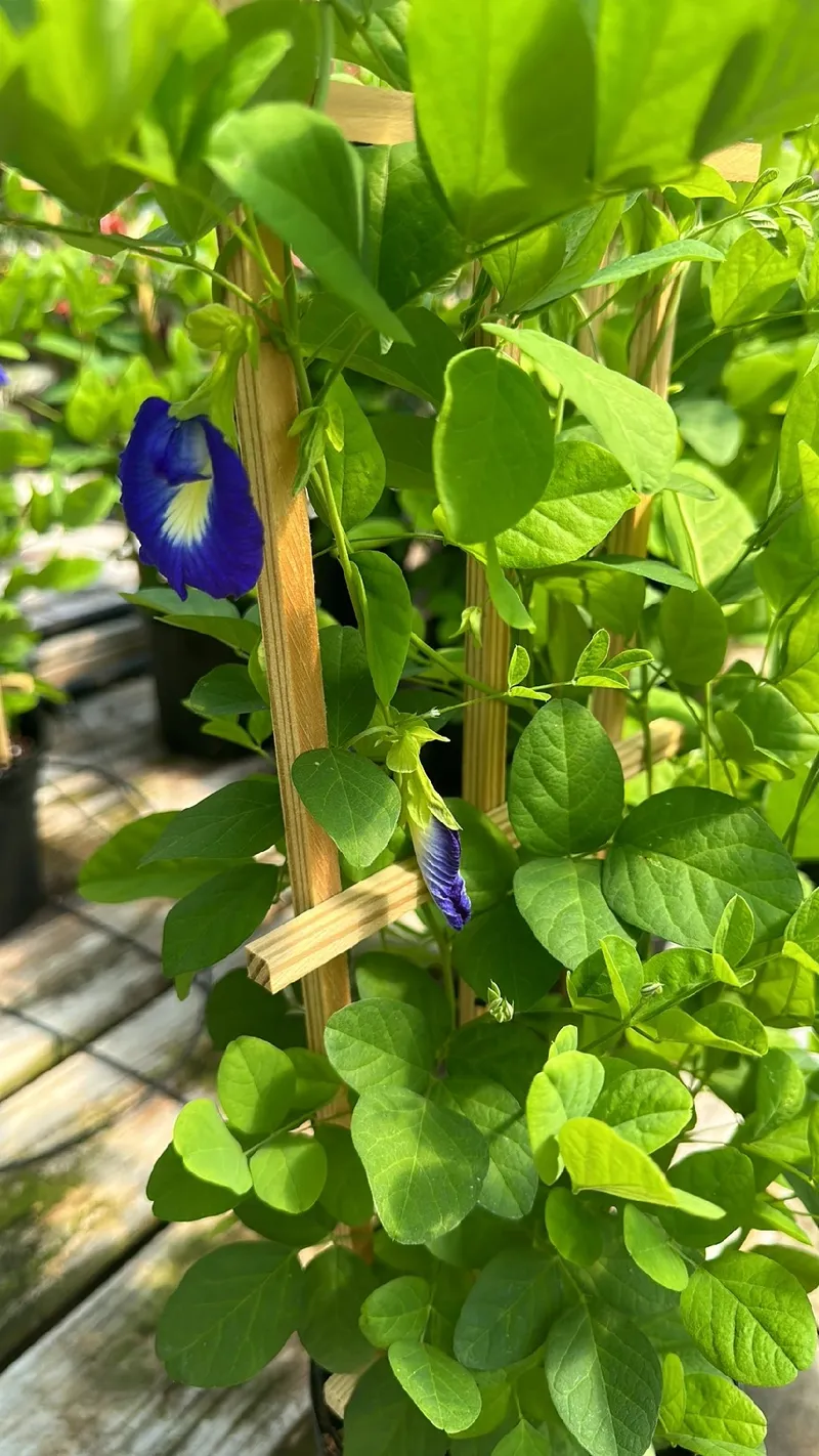 蝶豆（チョウマメ）の花言葉とその歴史的・文化的意義に迫る