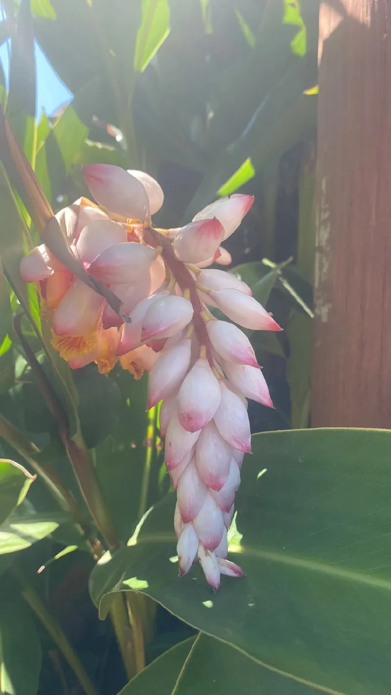 月 桃 の 花