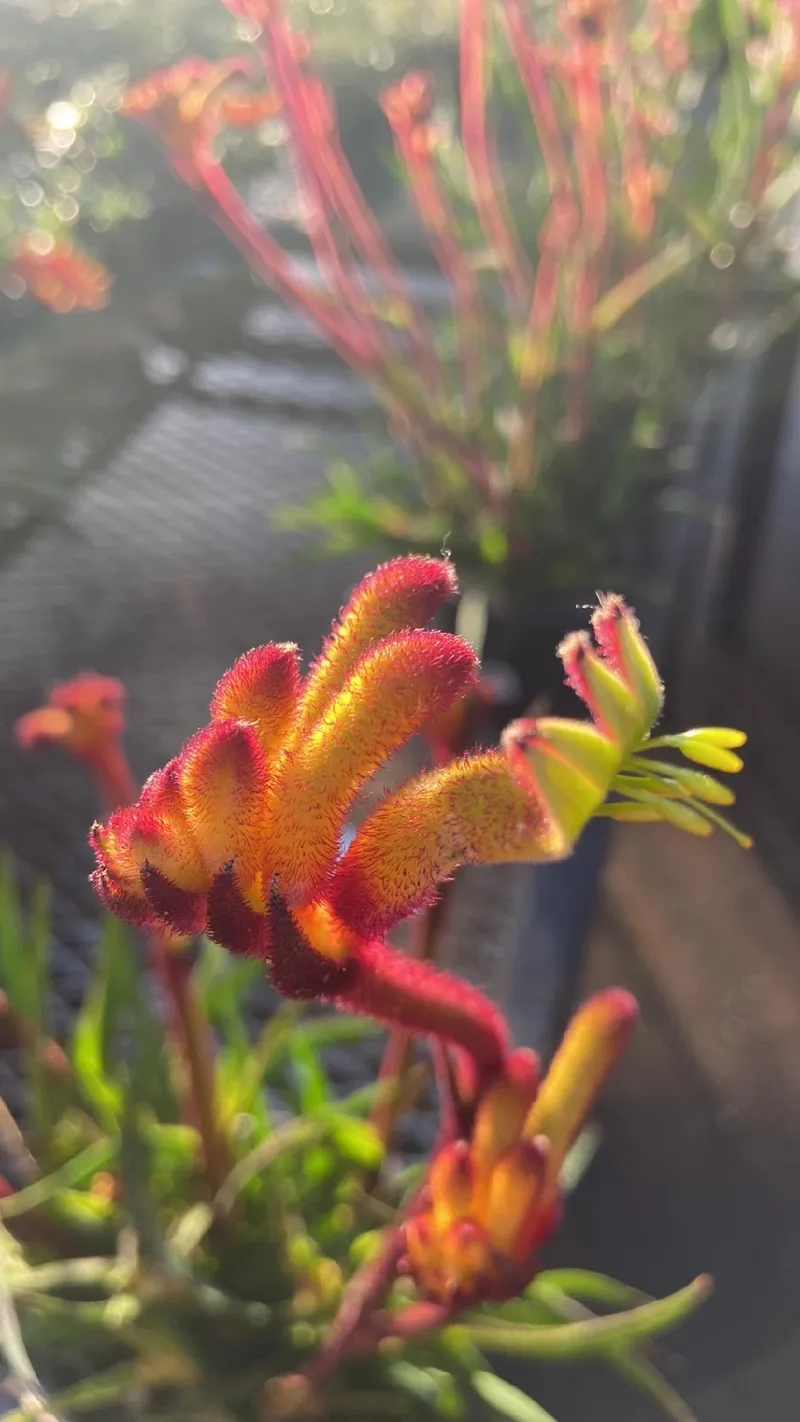 Unveiling the Symbolism and Charm of Tall Kangaroo Paw Flowers