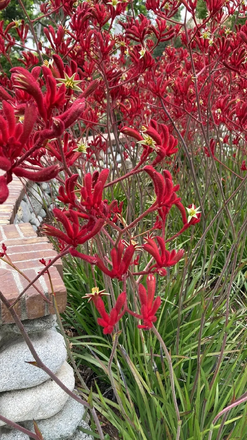 Unveiling the Symbolism and Charm of Tall Kangaroo Paw Flowers