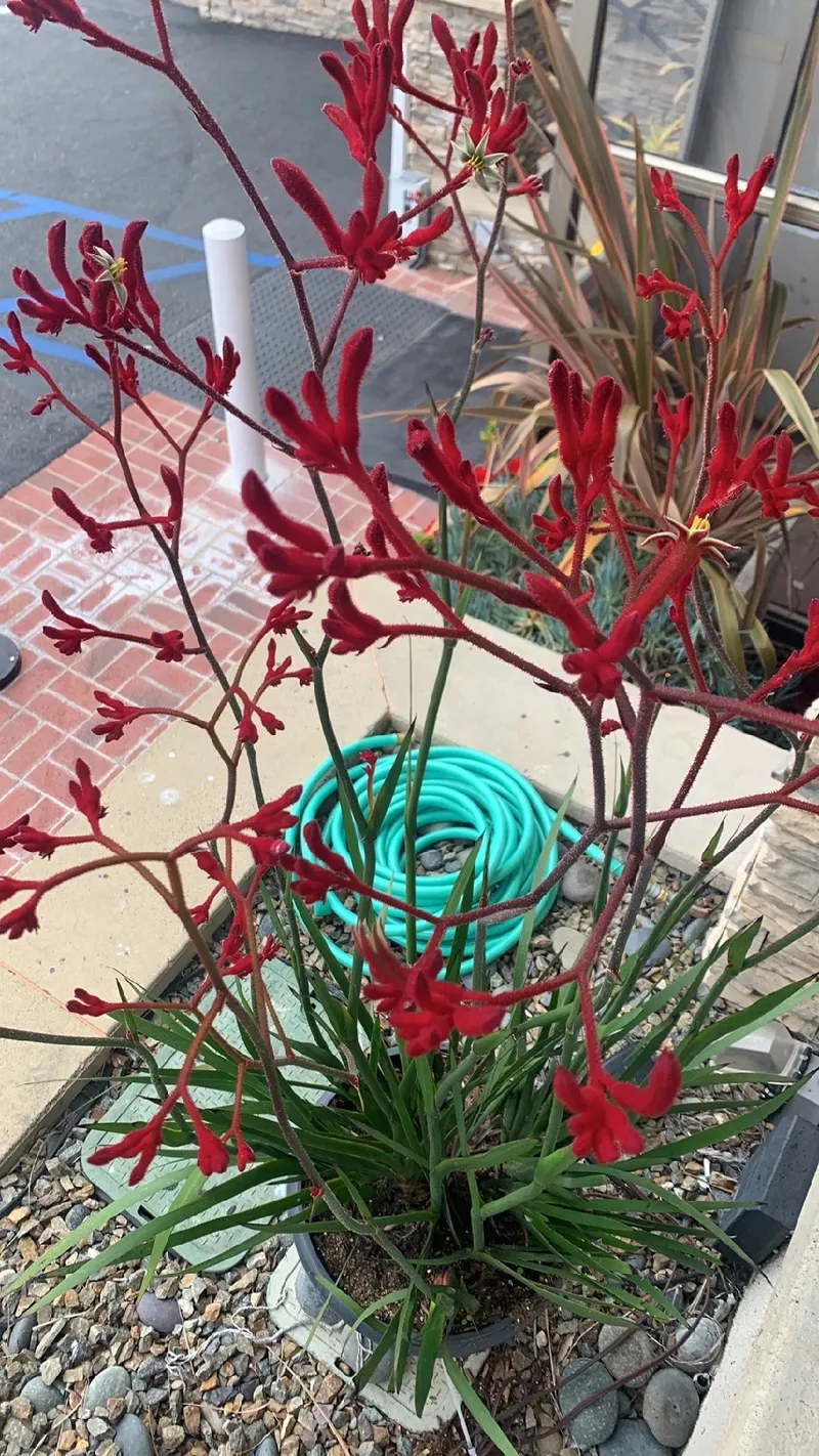 Unveiling the Symbolism and Charm of Tall Kangaroo Paw Flowers