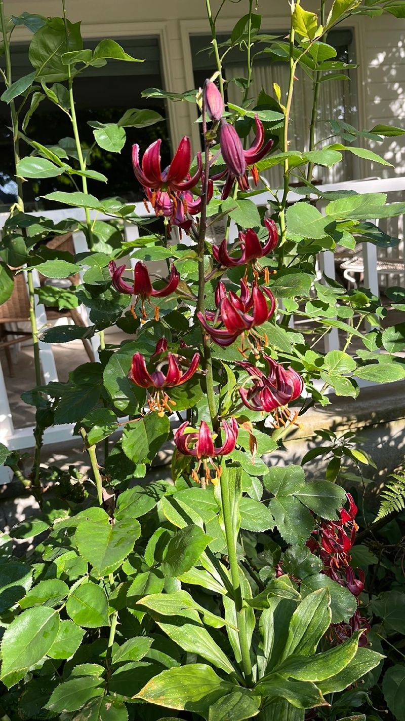 Discover the Beauty and Meaning Behind the Elegant Martagon Lily