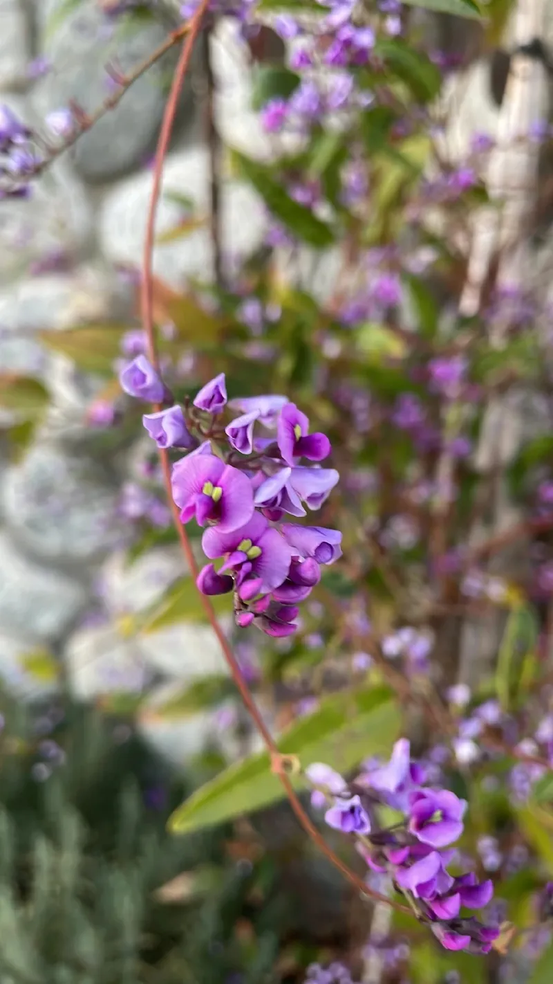 タイワンクズ（台湾葛）の花言葉と歴史的背景：美しくも神秘的な花の世界