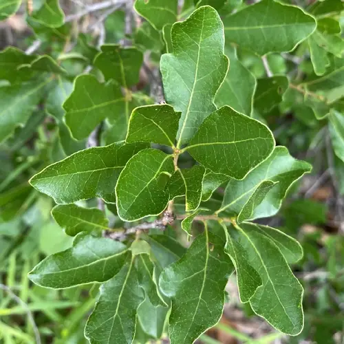 Bastard oak