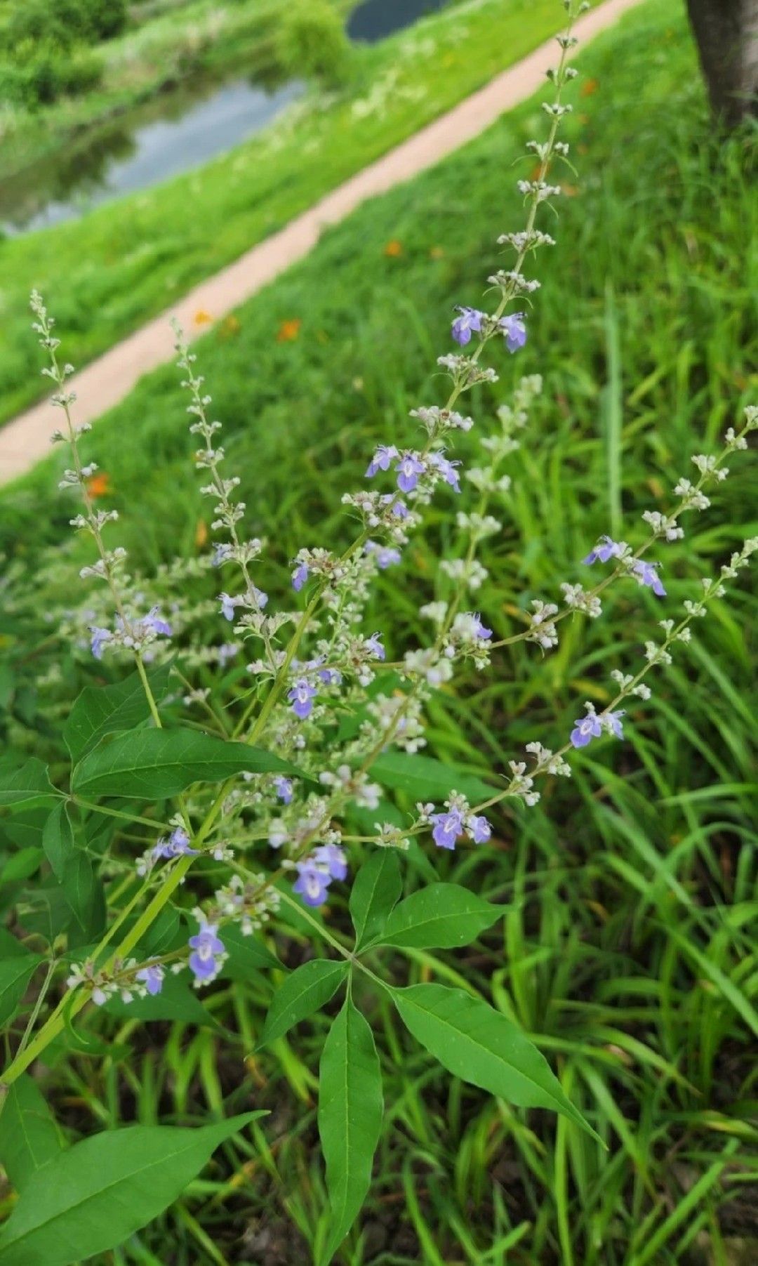 セイヨウニンジンボク 0.3m 15cmポット 5本 苗 セイヨウニンジンボク