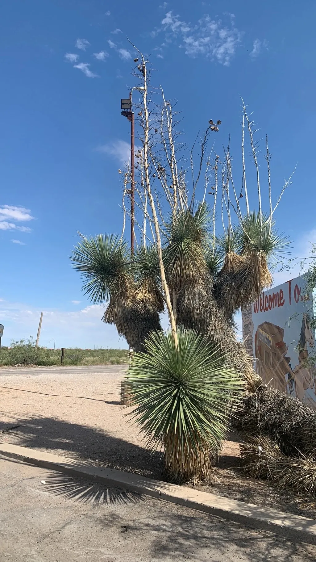ユッカ・エラタの判定方法 (Yucca elata)
