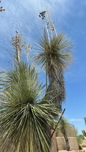 So identifizierst du Seifen-Palmlilie (Yucca elata)