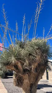 So identifizierst du Seifen-Palmlilie (Yucca elata)