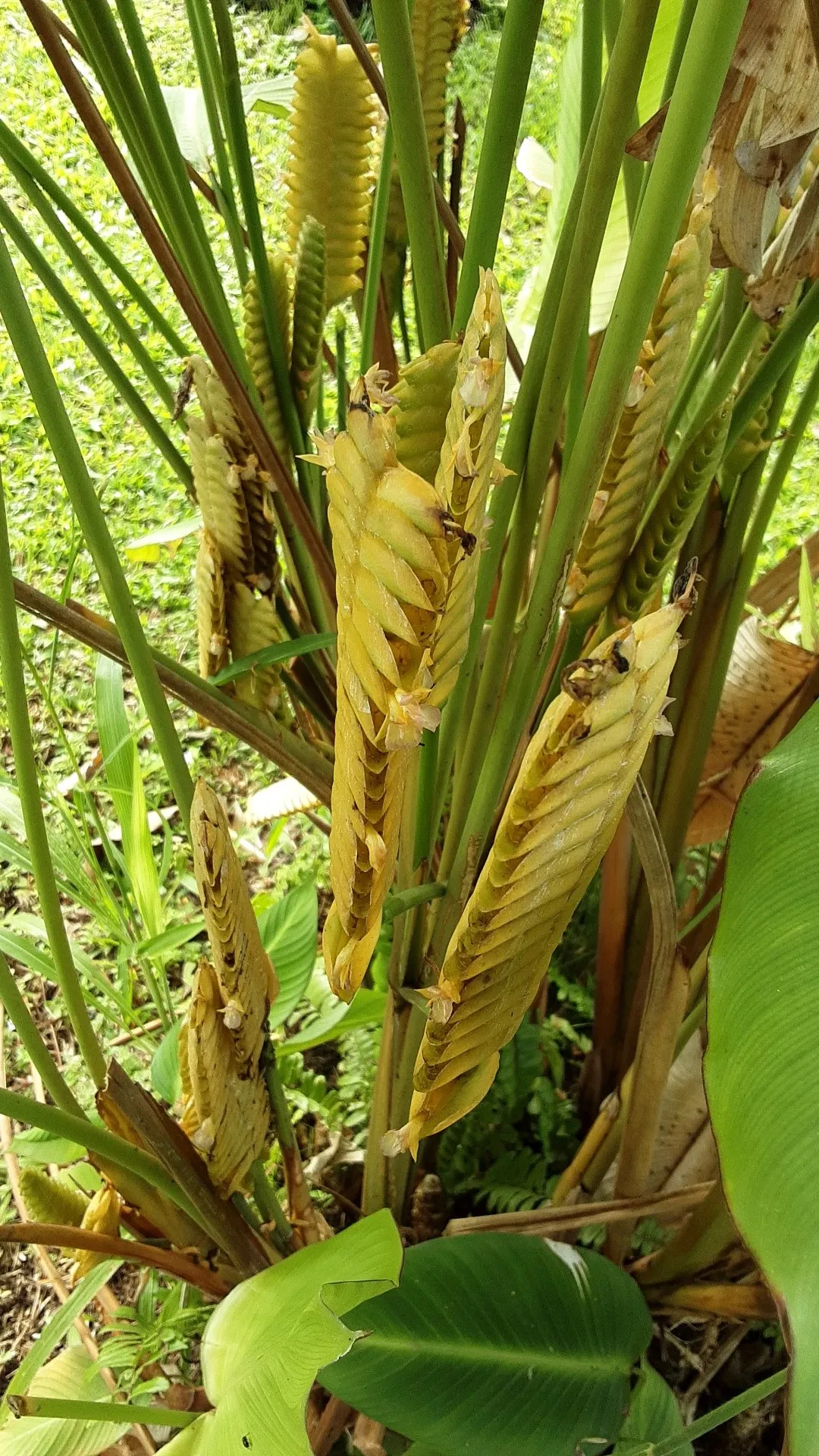 So identifizierst du Calathea crotalifera (Calathea crotalifera)