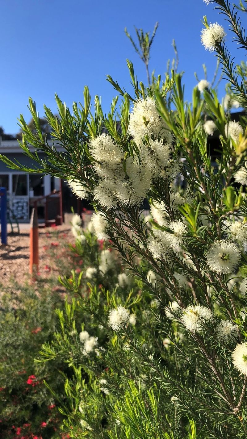 Tea Tree Flowee Unveiling the Language and Symbolism of Tea Tree Flowers