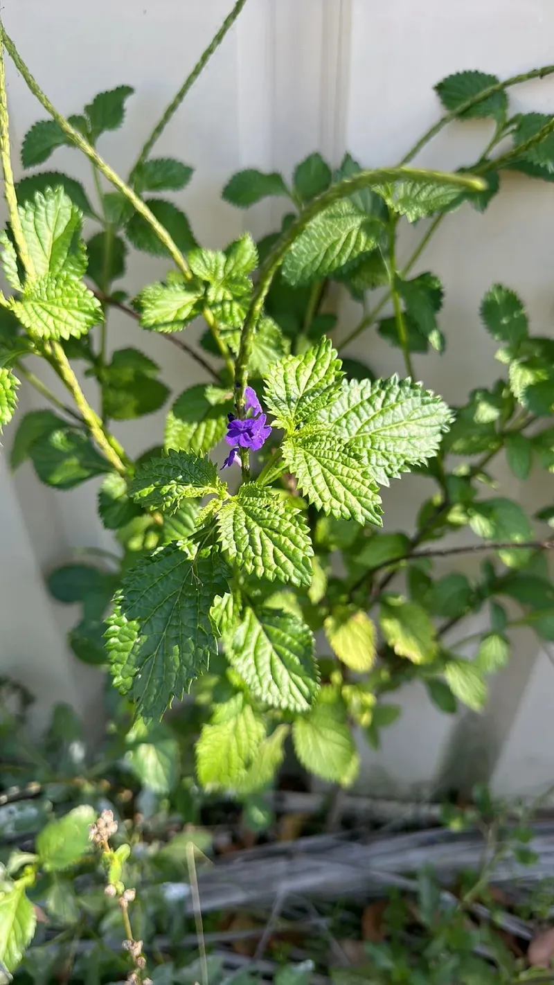 Flores Azules - Pippit, image size:800x1422