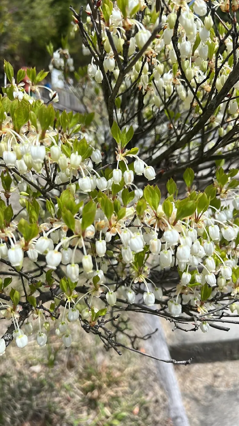 The Enchanting Language and Meaning of Japanese Enkianthus Flowers