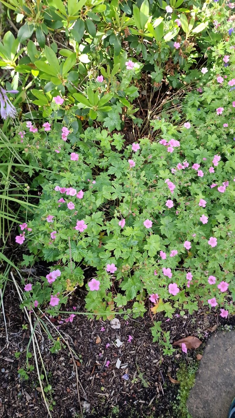 The Language and Meaning of Endres Cranesbill in Floral Symbolism