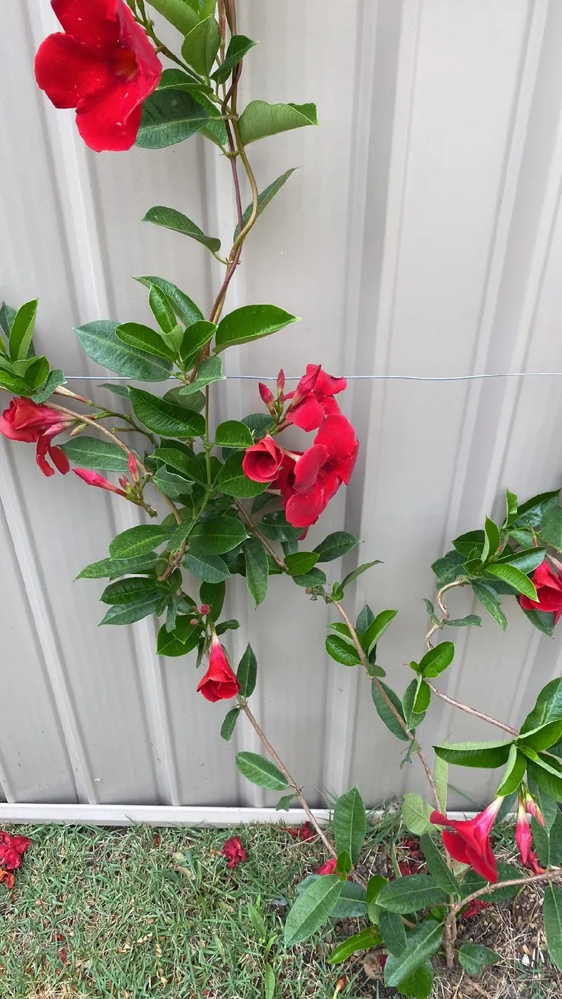 マンデビラ の 花