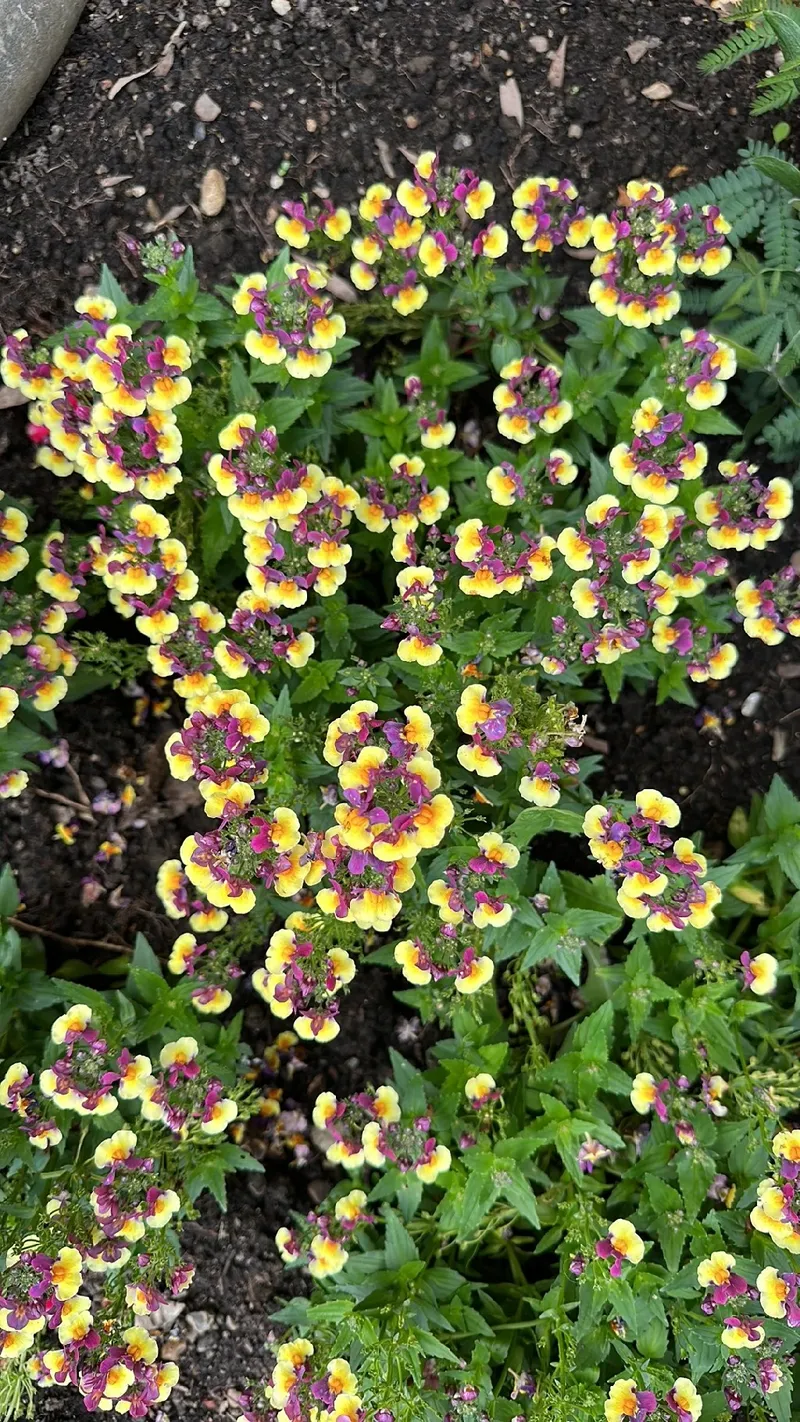 リナリア 花 言葉