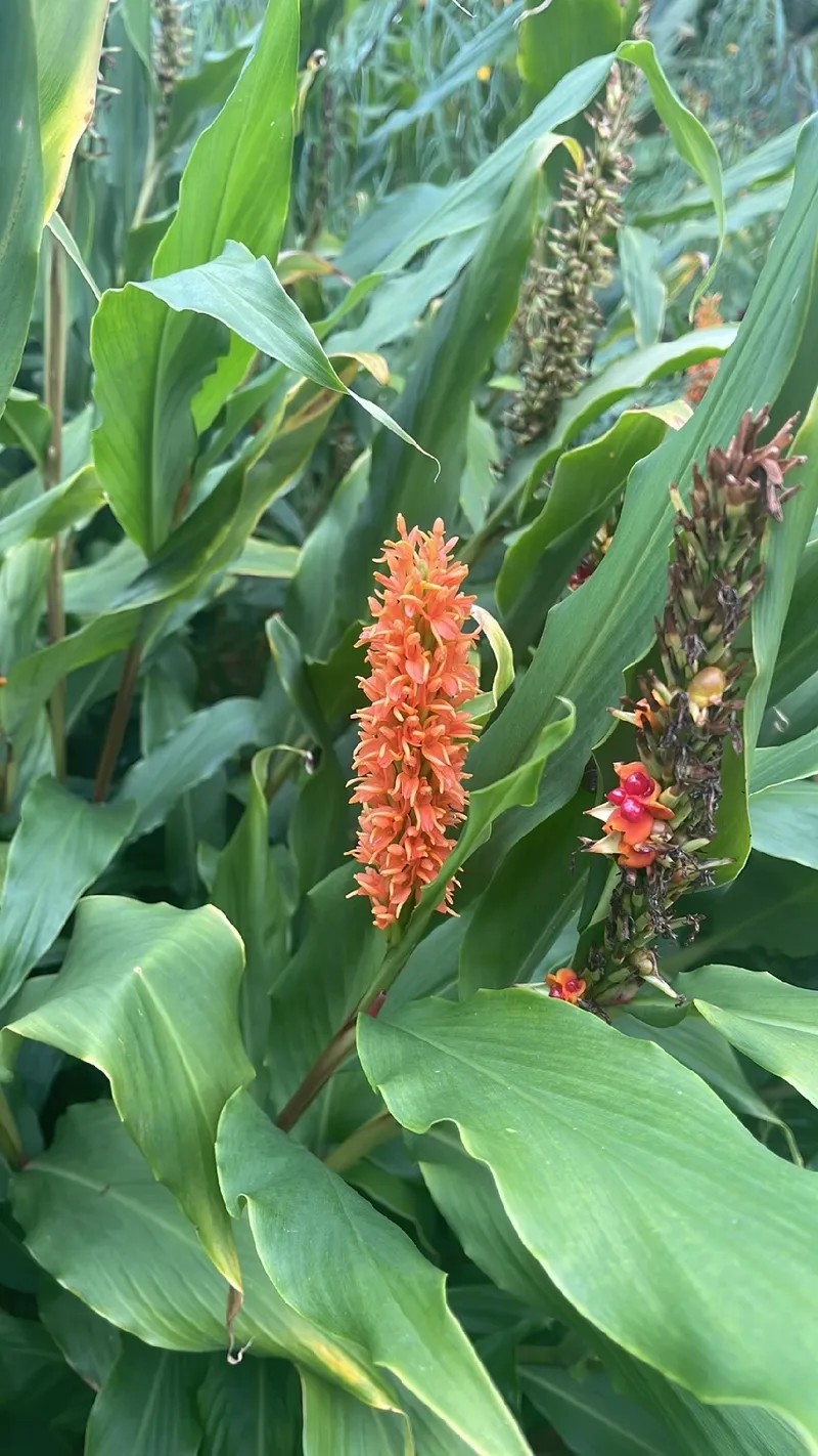 El significado y encantos del Jengibre Hawaiano en el lenguaje de las flores, image size:800x1422