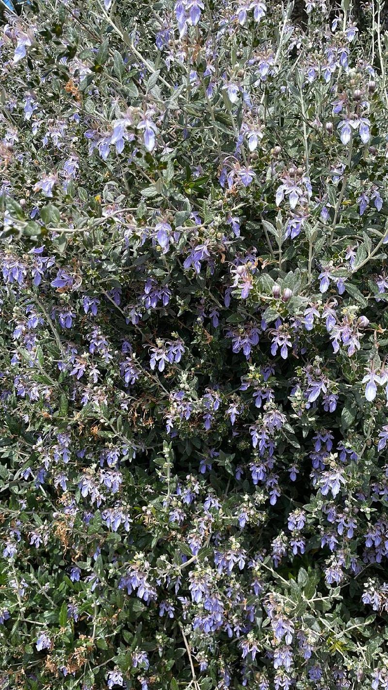 The Language and Meaning of Tree Germander: Symbolism and Uses