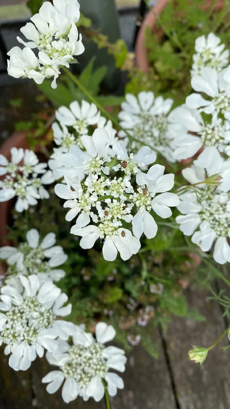オルレア 花 言葉