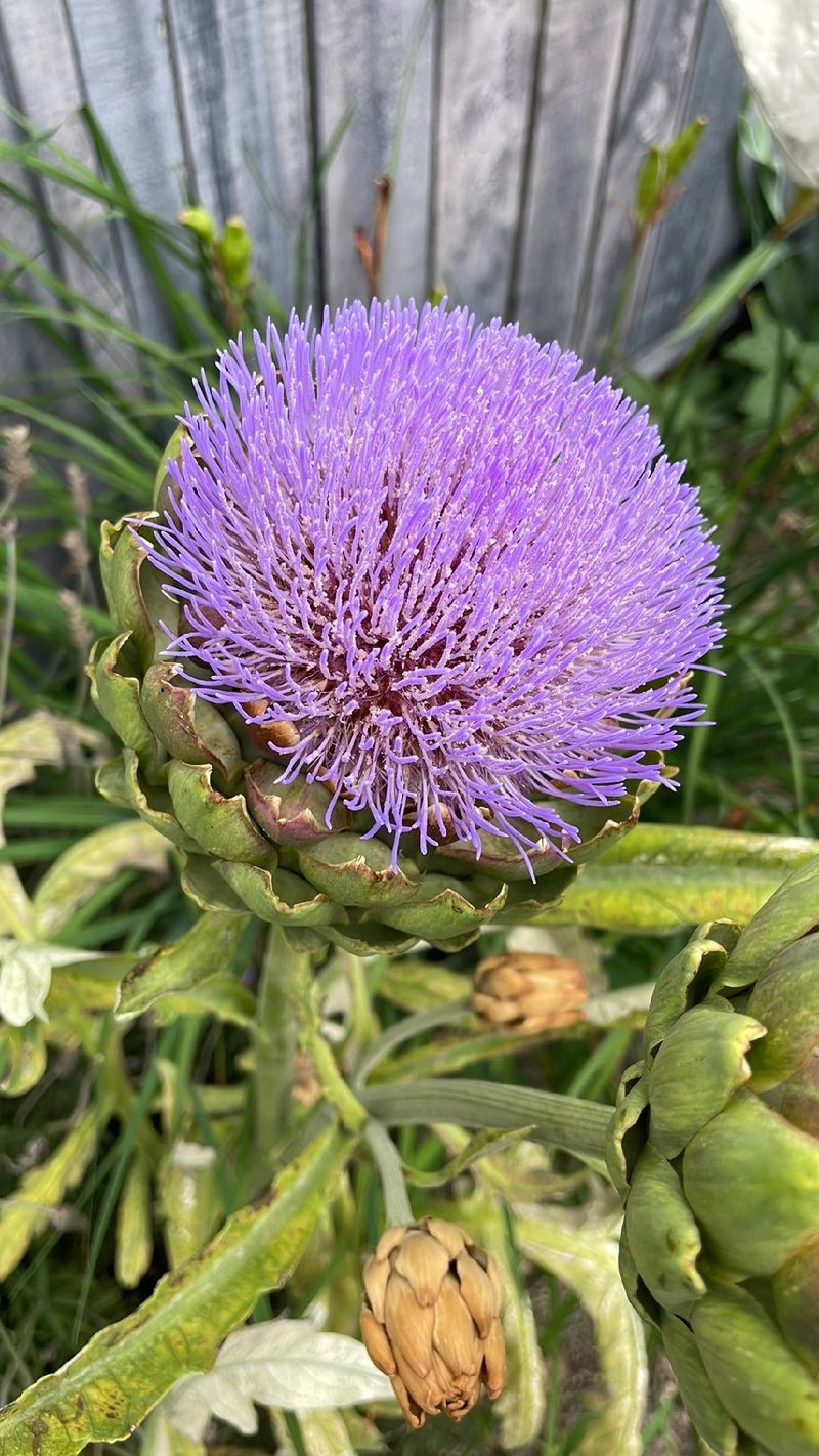 アーティチョークの花言葉と文化的な意義について徹底解説, image size:800x1422