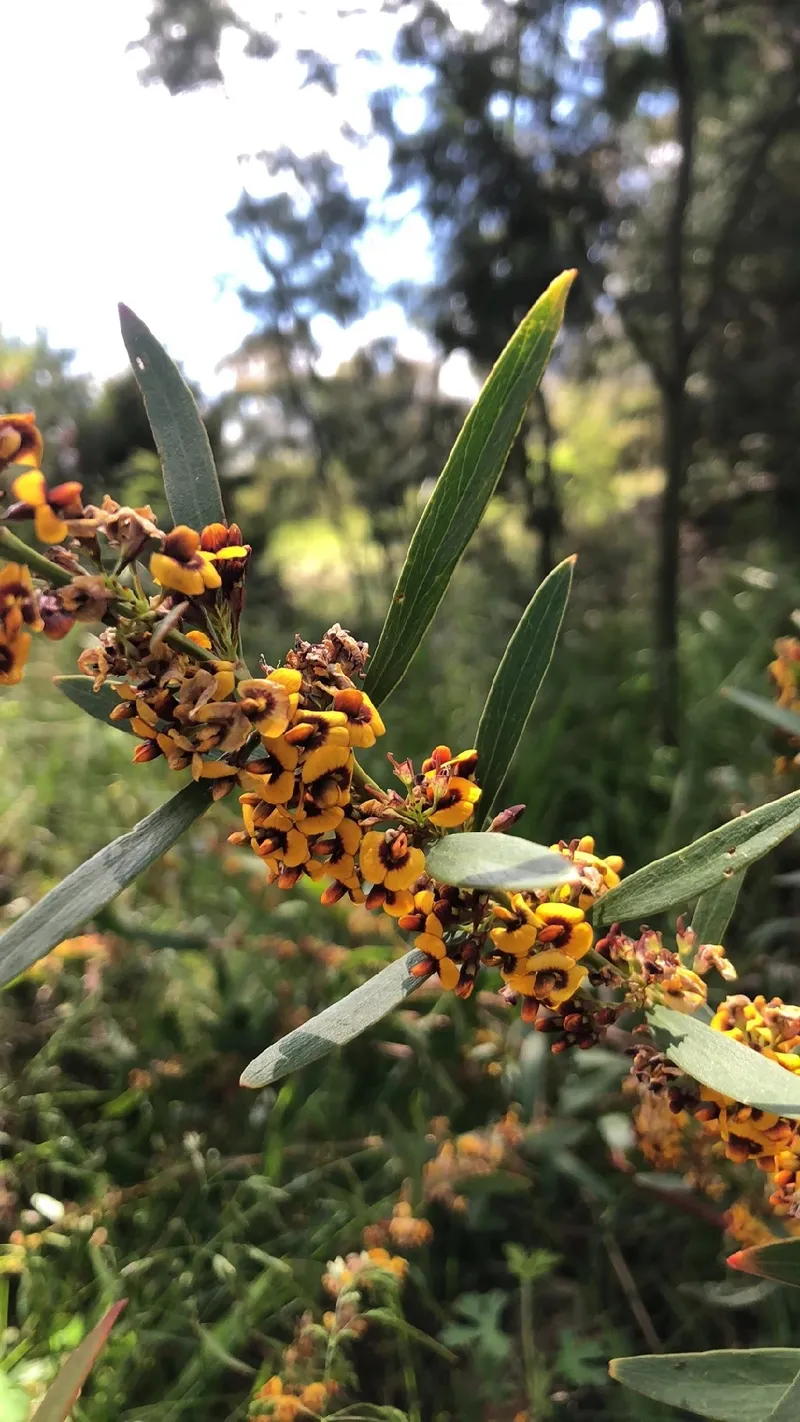 Die Sprache der Langblttrigen Akazie: Symbolik und Bedeutung der Acacia  longifolia