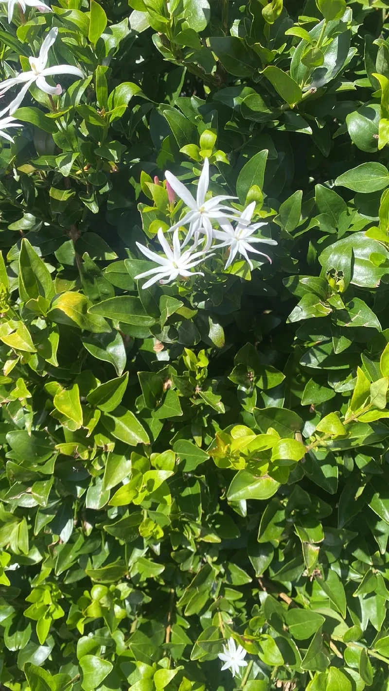 The Language and Meaning of Common Jasmine: A Timeless Symbol of Love and  Purity