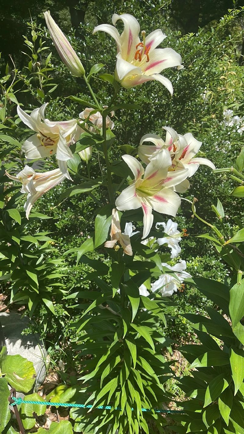 タカサゴユリ（高砂百合）の花言葉と歴史的・文化的な意義に迫る