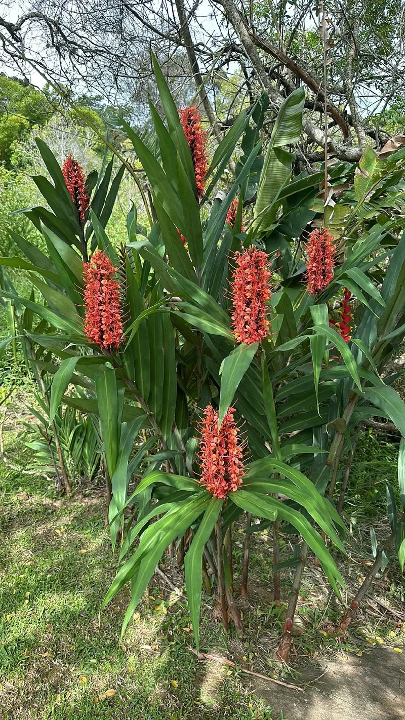 El significado y encantos del Jengibre Hawaiano en el lenguaje de las flores, image size:800x1422