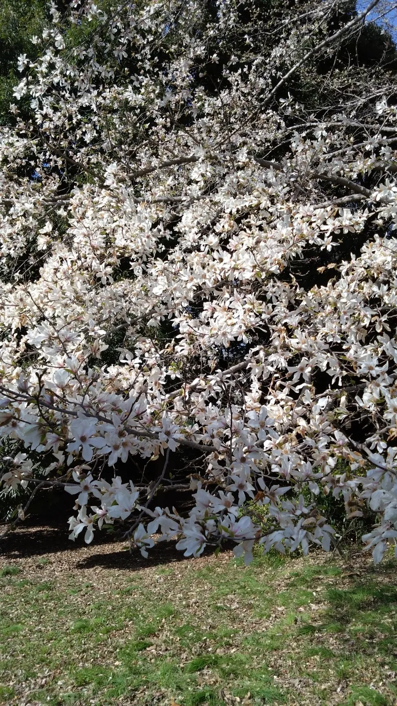 こぶし の 花
