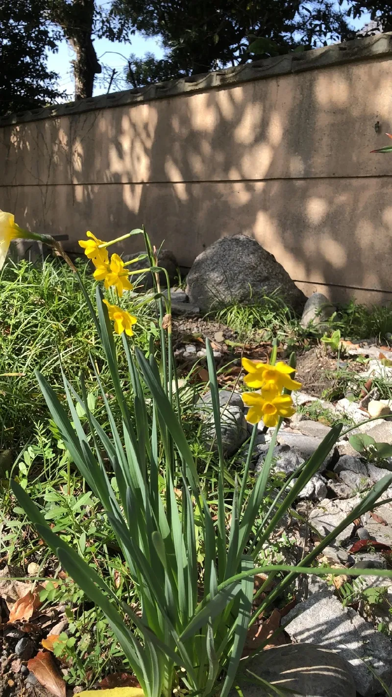黄色い 水仙 花 言葉