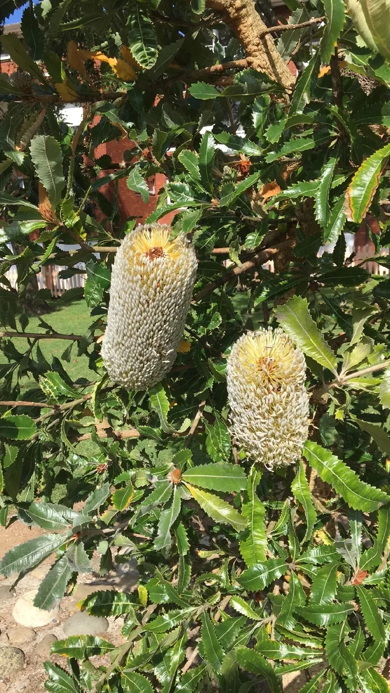 コースト・バンクシアの花言葉と文化的意義：詳しく解説