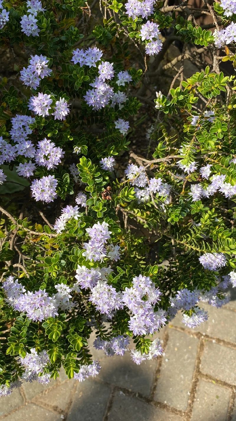 Exploring the Symbolism and Significance of the Mountain-box Flower
