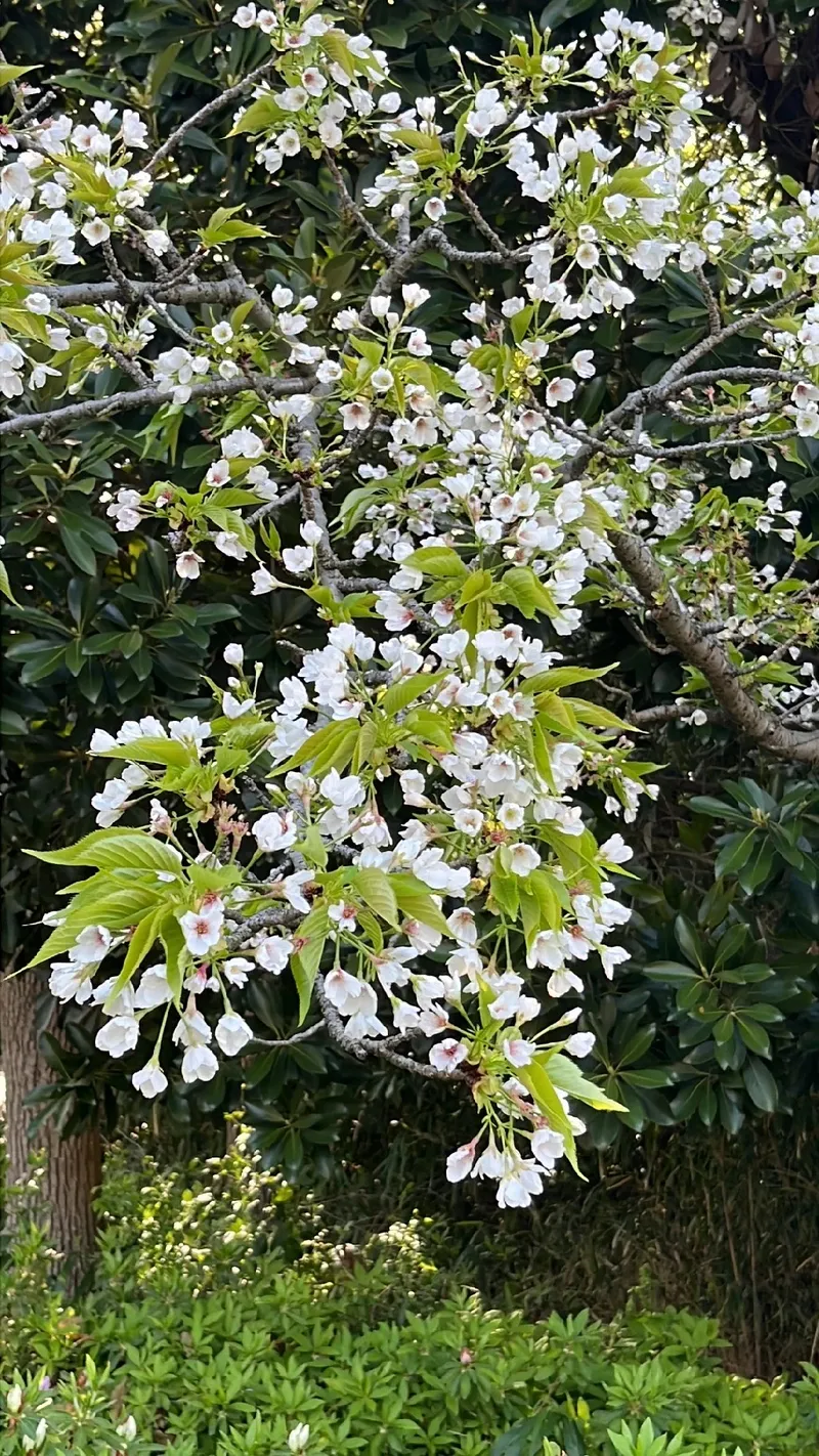 El Significado Cultural e Histórico de la Flor de Cerezo, image size:800x1422