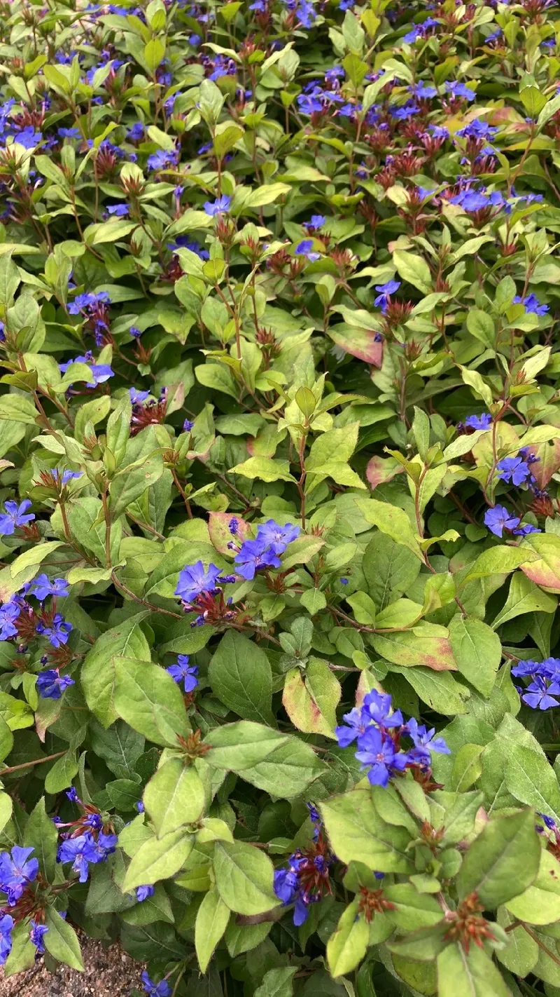 Die Bedeutung und Sprache der Kriechenden Hornnarbe: Ein Blumenfhrer