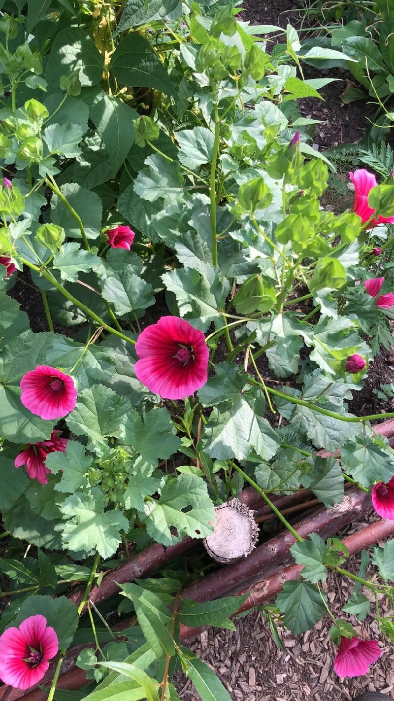 葵 花 言葉