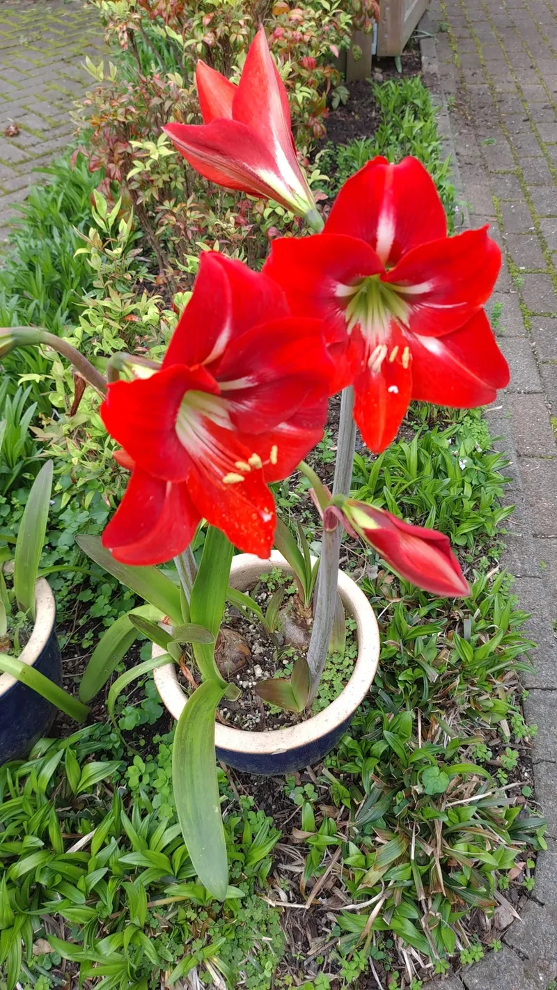 Cómo elegir el mejor teléfono Samsung: guía de compra de Galaxy | AT\u0026T, image size:800x1422