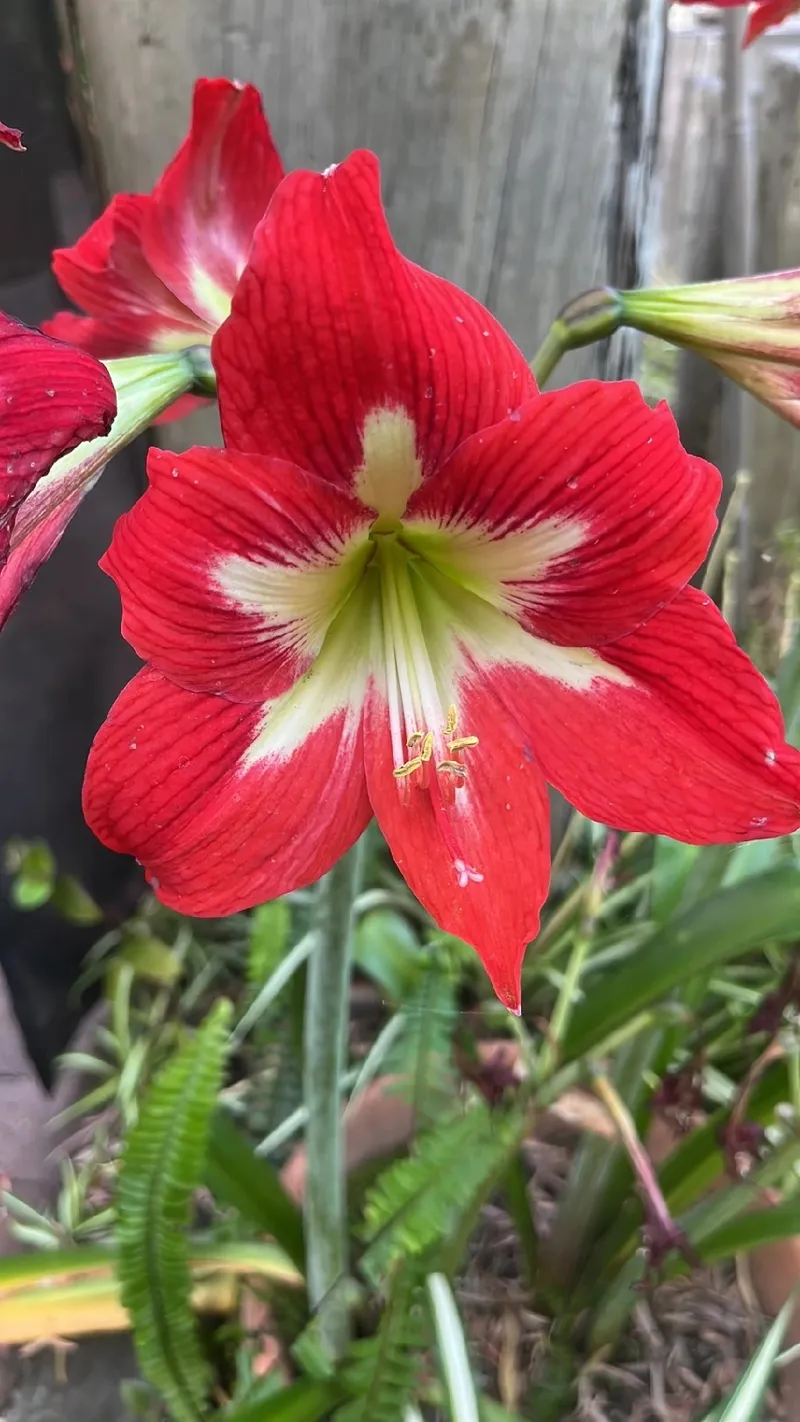 oriental lily flower Magic Star Double Oriental Lily – rePotme