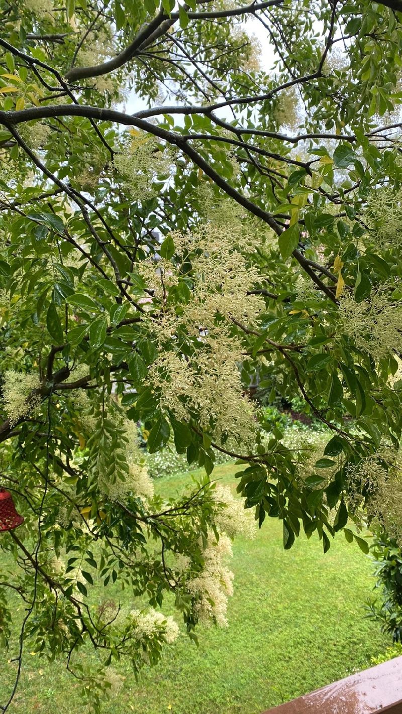 Discover the Language and Symbolism of the Enchanting Griffith's Ash Flower