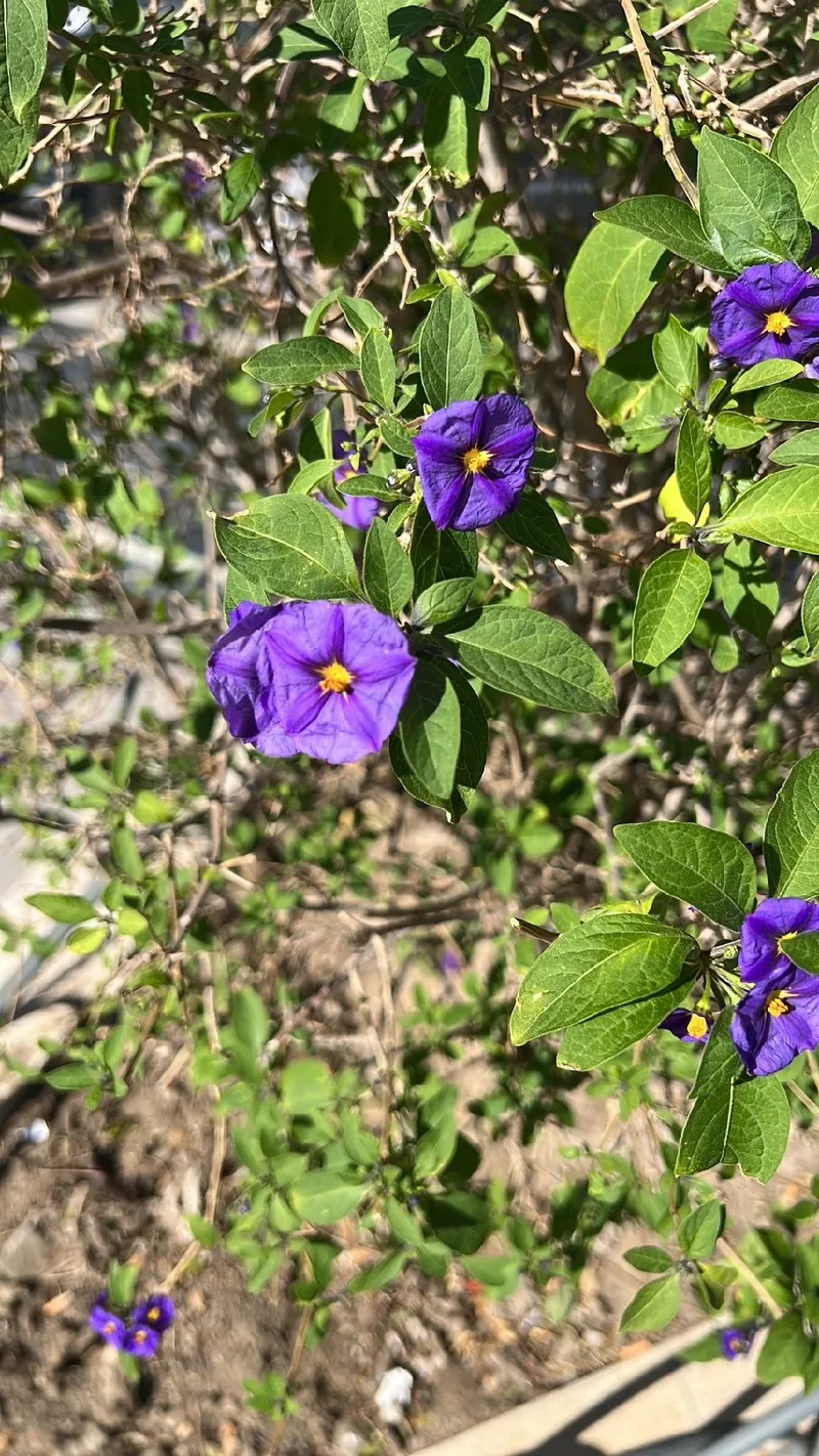 Descubre el Significado y la Belleza del Solano de Flor Azul