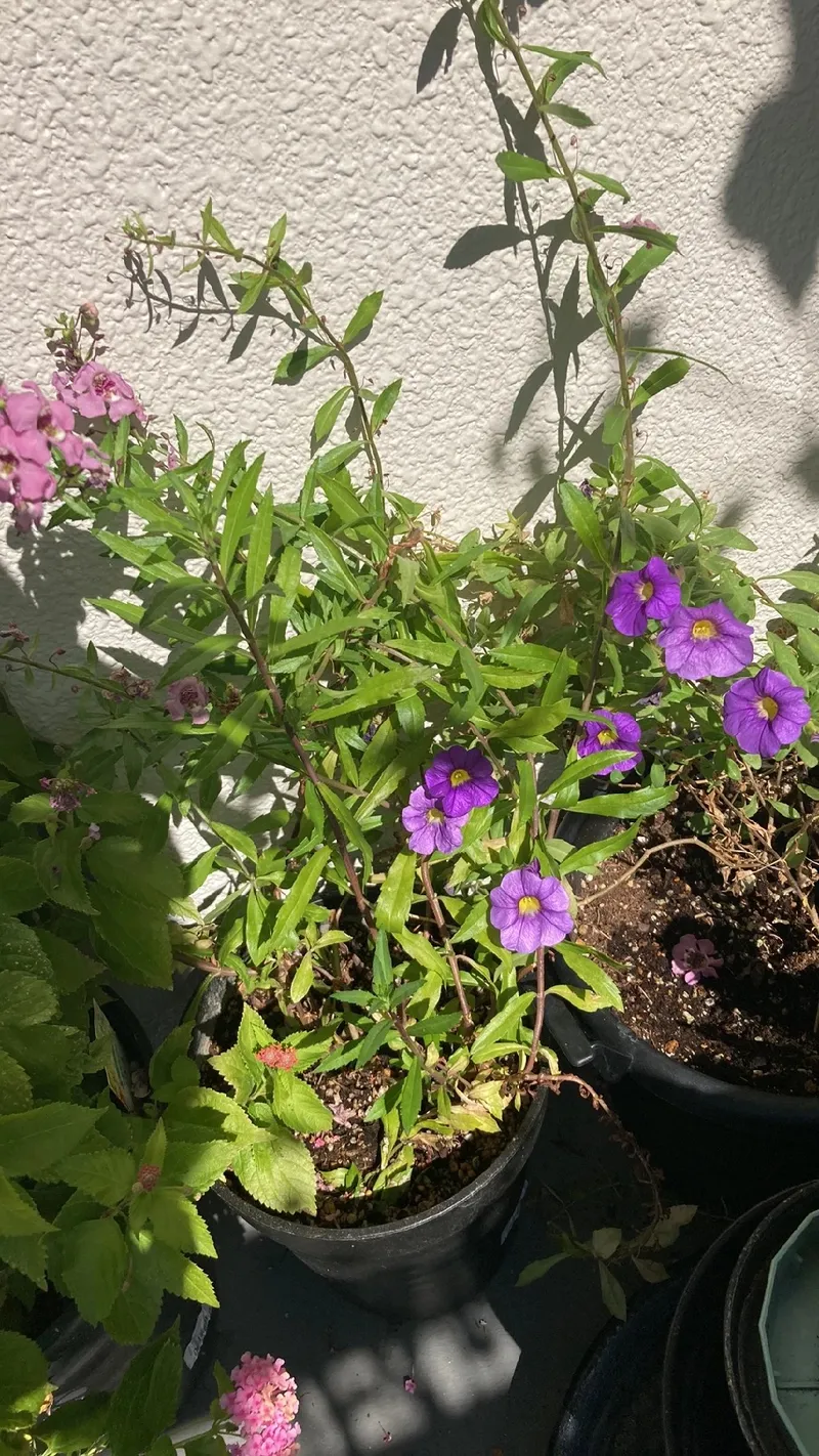Descubre el Significado y la Belleza del Solano de Flor Azul